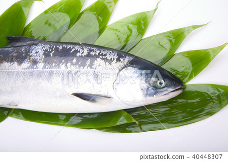 Salmon When Shinobu Salmon When Shinobu 40448307