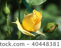 玫瑰，黃玫瑰花蕾 40448381