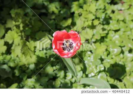 Bright fresh tulip 40448412