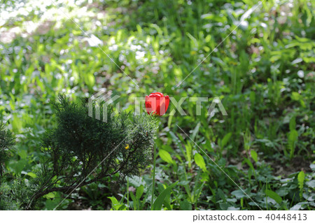 Bright fresh tulip 40448413