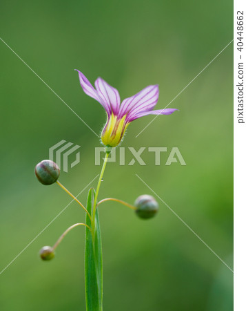 一個小花園石芽在初夏開花 一個小花園石芽在初夏開花 40448662