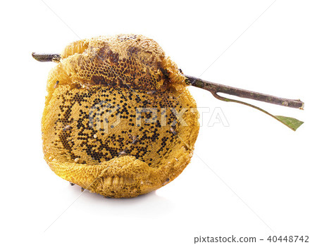 Honeycomb isolated on white background Honeycomb isolated on white background 40448742