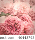 romantic pink roses 40448792