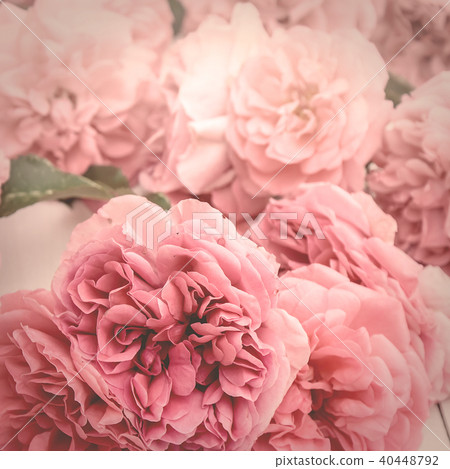 romantic pink roses 40448792