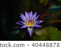 Purple water lily. 40448878