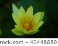 Yellow water lilies 40448880
