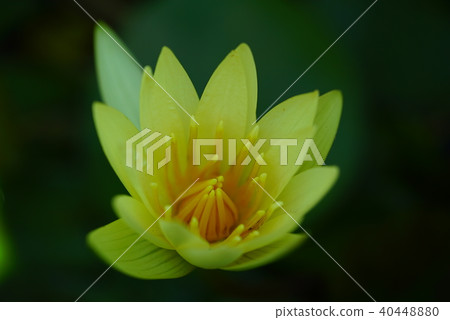 Yellow water lilies Yellow water lilies 40448880