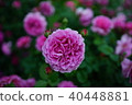 Rose of pink 40448881