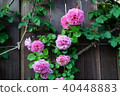 Rose of pink 40448883