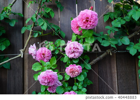 Rose of pink Rose of pink 40448883