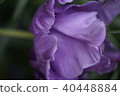 Roses of purple 40448884