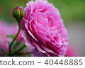 Rose of pink 40448885