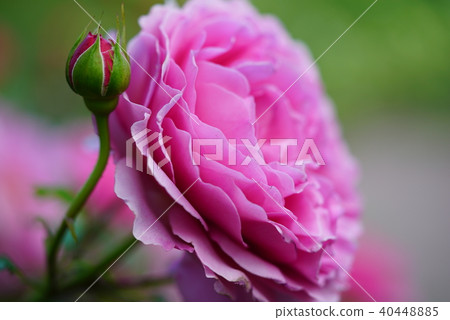 Rose of pink Rose of pink 40448885
