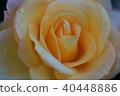 Rose of yellow 40448886