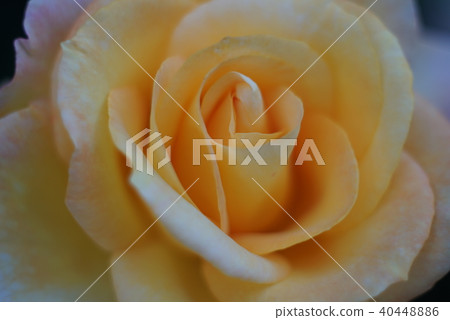 Rose of yellow Rose of yellow 40448886