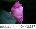 Rose of pink 40448887
