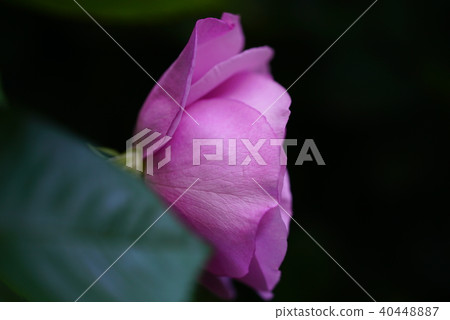Rose of pink Rose of pink 40448887