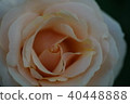 Cream rose 40448888