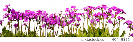 row of pink primrose flowers row of pink primrose flowers 40449555