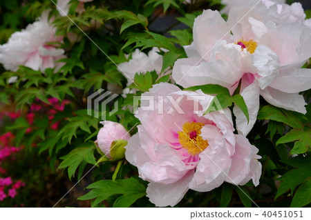 Peony Peony 40451051