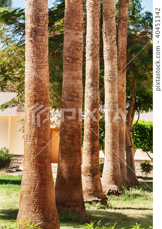 Rows of palm trees along a road 40451342