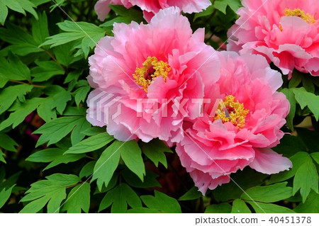 按鈕花 按鈕花 40451378