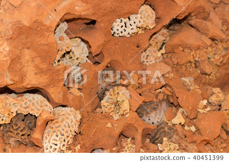 termites damage home, macro close up termites  40451399