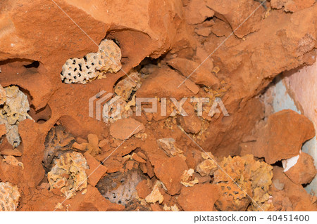 termites damage home, macro close up termites  40451400