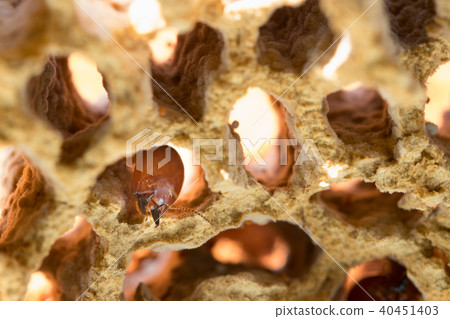 termites damage home, macro close up termites  40451403
