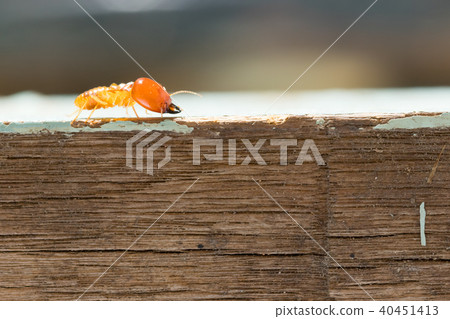 termites damage home, macro close up termites termites damage home, macro close up termites 40451413