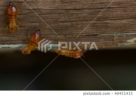 termites damage home, macro close up termites termites damage home, macro close up termites 40451415