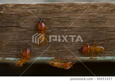 termites damage home, macro close up termites  40451417