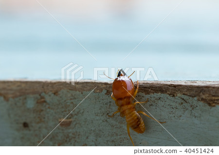 termites damage home, macro close up termites  40451424