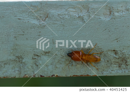 termites damage home, macro close up termites  40451425