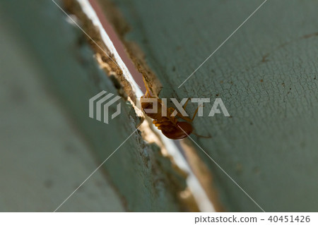 termites damage home, macro close up termites  40451426