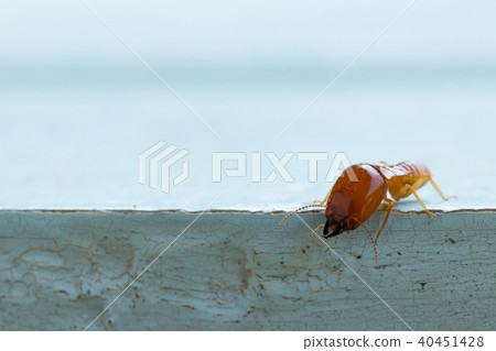 termites damage home, macro close up termites  40451428