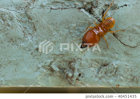 termites damage home, macro close up termites  40451435