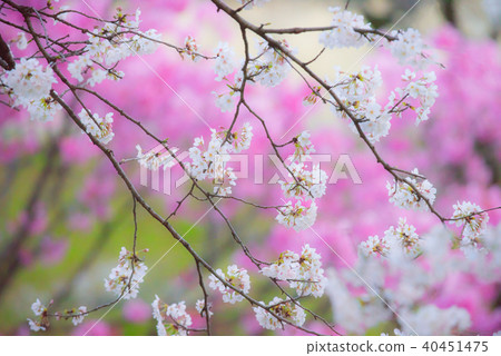 Cherry blossoms in Japan blurry pink background 40451475