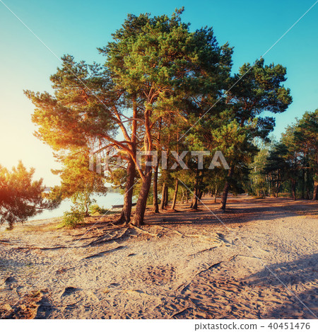 pine on the sand beach. Carpathians. Ukraine. Europe 40451476