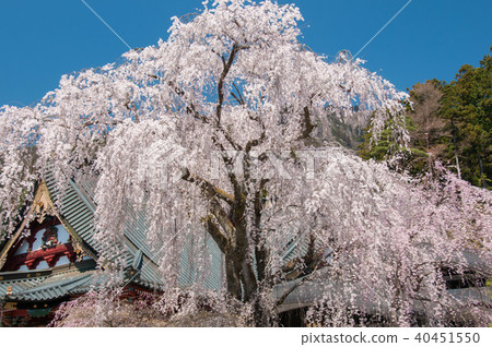 Cherry blossoms in Kuonuji, Minobu-cho, Yamanashi Prefecture A 400-year-old fallen cherry blossoms in front of Rokuonkaku 40451550