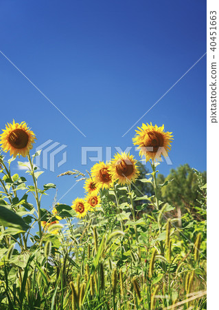 sunflower field over cloudy blue sky and bright sunflower field over cloudy blue sky and bright 40451663