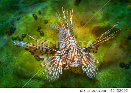 Lion fish swimming in the pool of aquatic species. 40452095