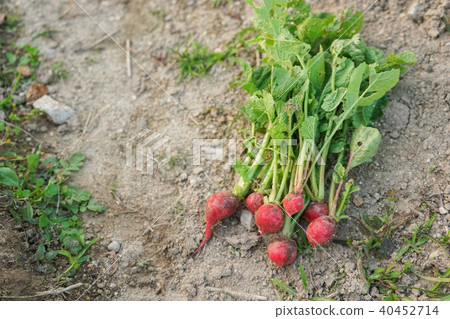 Agriculture, country image 40452714