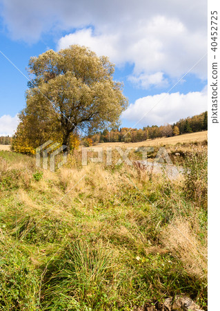 Autumn tree on the meadow 40452725