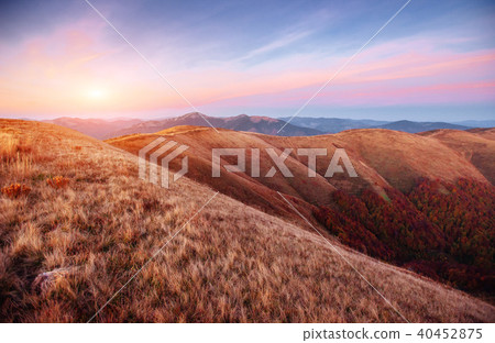 forest in sunny afternoon while autumn season. Carpathian forest in sunny afternoon while autumn season. Carpathian 40452875