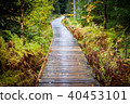 path in woods - Rejviz, Czech Republic 40453101