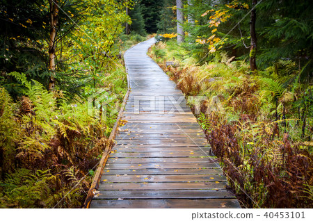 path in woods - Rejviz, Czech Republic 40453101