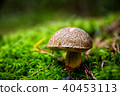 beatiful boletus in woods 40453113