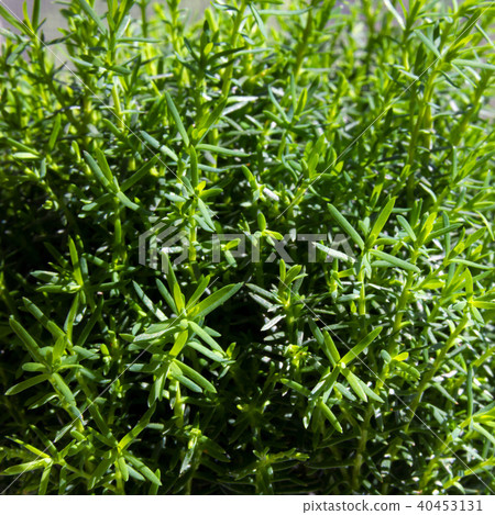 Foliage of Myrtle (Myrtus) tree. 40453131