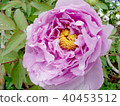 Peony double flower 40453512